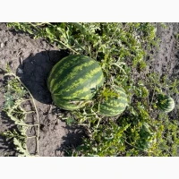Продам кавун сорту Продюсер та Кримсон світ