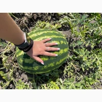 Продам кавун сорту Продюсер та Кримсон світ