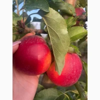 Продам Галу паковка від сімки