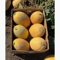 Продам диню Мазім