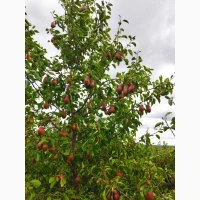 Продам грушку, сорт Абат Фетель