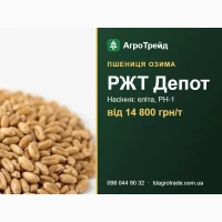 Купити нвсіння пшениці РЖТ Деп0т - елітв, РН-1, д0кументи | 8ід 14 800 грн/т