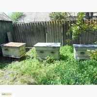Продам пасеку
