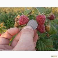 Продам товарную малину, сорт Полана