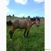 Продаються два жеребці