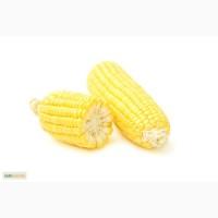 Продам кукурудзу на попкорм