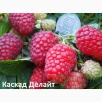 Сорт малины гордость россии, АННЭ, Polonez, Radziejowa, Жозели, Sokolica, Жаклин