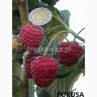 Сорт малины гордость россии, АННЭ, Polonez, Radziejowa, Жозели, Sokolica, Жаклин