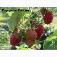 Сорт малины гордость россии, АННЭ, Polonez, Radziejowa, Жозели, Sokolica, Жаклин