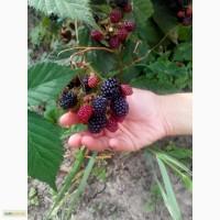 Саженцы Ежевика Торнфри (Tornfree Blackberry)