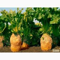 Продам кормовой буряк