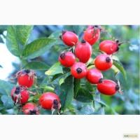 Куплю шипшину Куплю шиповник
