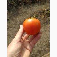 Куплю помидор ОПТом с поля у производителей от 3-х тонн