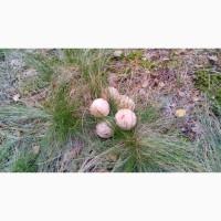 Продам Настойку гриба весёлки