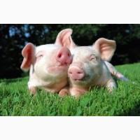 Молоко сухое натур. для телят и поросят. С высоким содержанием белка для роста. Престартер