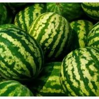 Продажа арбуза