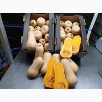 Тыква мускатная/ Контракты/ butternut ОПТ