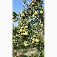 Куплю оптом грушу зимних-летних сортов от производителя