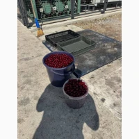 Вишня для заготовителей