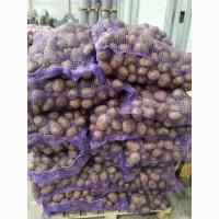 Продажа оптом товарного картофеля