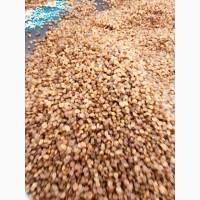 Продаю изюм иранский оптом со склада