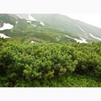 Семена Сосна кедровая стланиковая (10шт – 20грн)