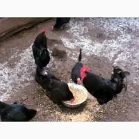 Инкубационное яйцо кур Синь Синь Дянь, цыплята по договоренности