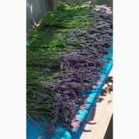 Продам лаванду, цвет и букеты