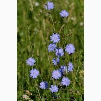 Куплю траву цикорію