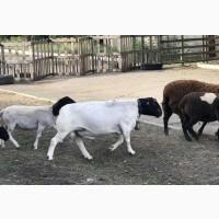 Продам или обменяю барана породы Дорпер
