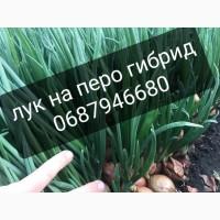 Продам лук на выгонку пера, проверен годами