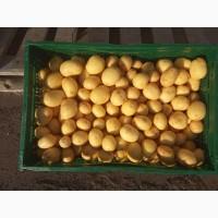 Продам картоплю