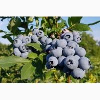 Пропонуємо садженці ГОЛУБІКИ (лохина)