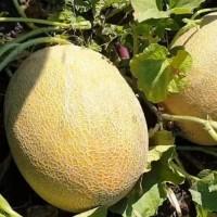 Продам дыню с поля сорт маф и мазин