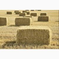 Продам пшеничну солому в квадратних тюках