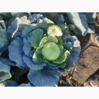 Продам капусту