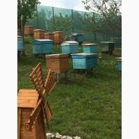 Продам мед. Різнотрав#039;я, золотарник, соняшник