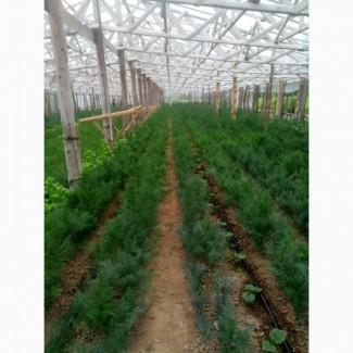 Продам свежий зеленый укроп