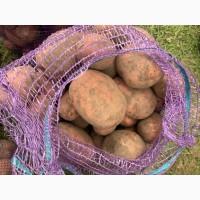 Картопля, Бульба Біла Роса. Продам