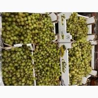 Продам білий виноград на переробку