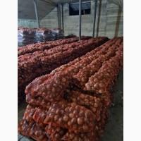 Продам лук акция
