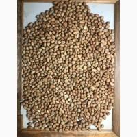 Кінські боби / Faba beans