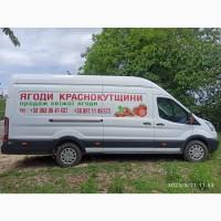 Жимолость, ягоди жимолості