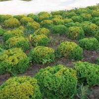 Продам салат на постійній основі