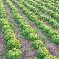 Продам салат на постійній основі