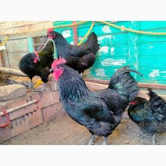 Інкубаційне яйце. Курчата, Австралорп чорний, білий