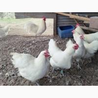 Інкубаційне яйце. Курчата, Австралорп чорний, білий