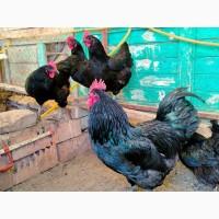 Інкубаційне яйце. Курчата, Австралорп чорний, білий