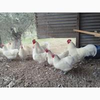 Інкубаційне яйце. Курчата, Австралорп чорний, білий