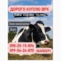 Куплю корів биків